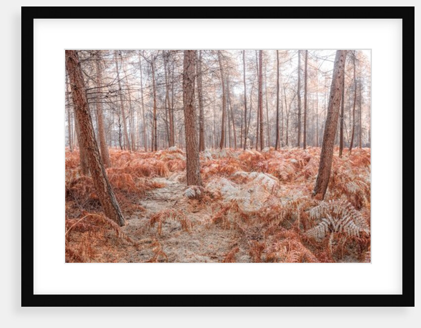 Autumn forest by Assaf Frank